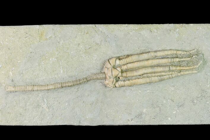 Fossil Crinoid (Parascytalocrinus) - Crawfordsville, Indiana #150437